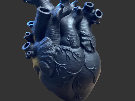 The Human Heart